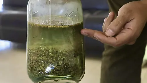 MARIHUANA - Fco Meza (4)