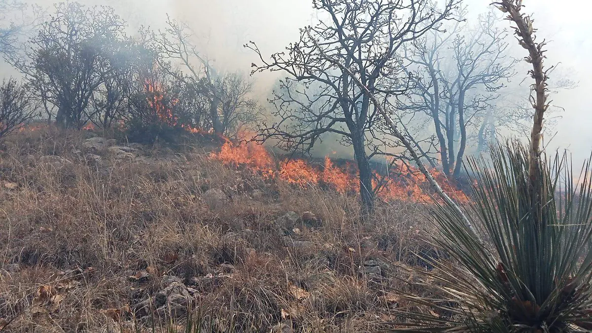 GUANAJUATO- Incendio en el Cerro del Cuervo consume 64 hectáreas de vegetación en Guanajuato (1)