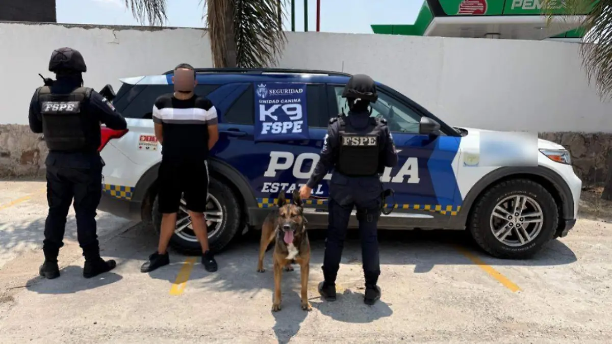Figo, ejemplar canino de la Secretaría de Seguridad y Paz, detecta droga y permite la detención de presunto narcomenudista (1)
