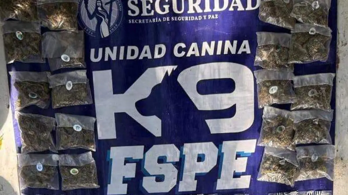 Aseguramiento K9 León 