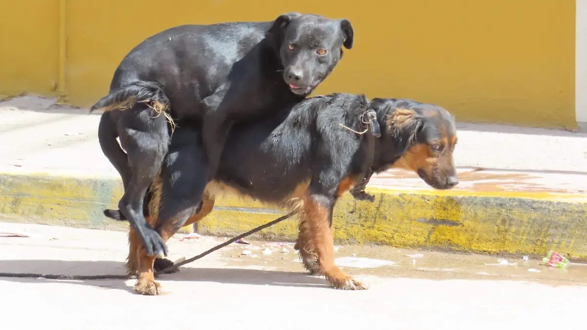 El abandono de mascotas sigue creciendo en León