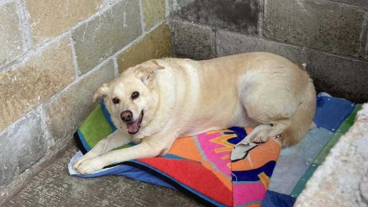 Guanajuato – Ayudemos y evitemos que los perritos pasen frío