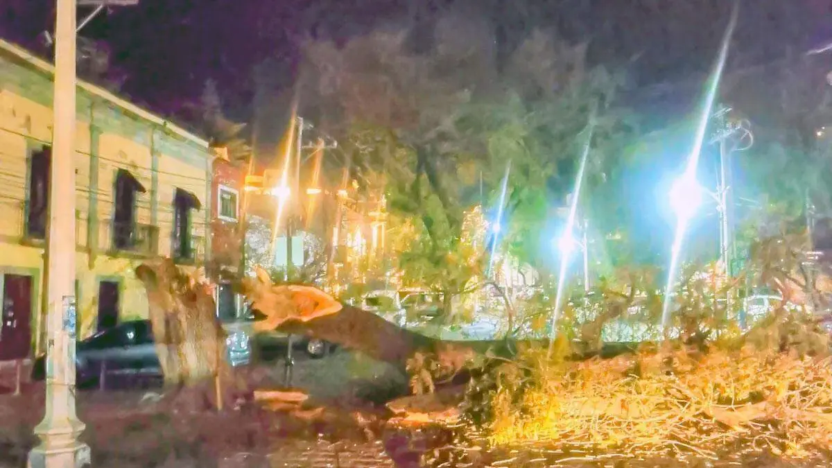 cae arbol en guanajuato5