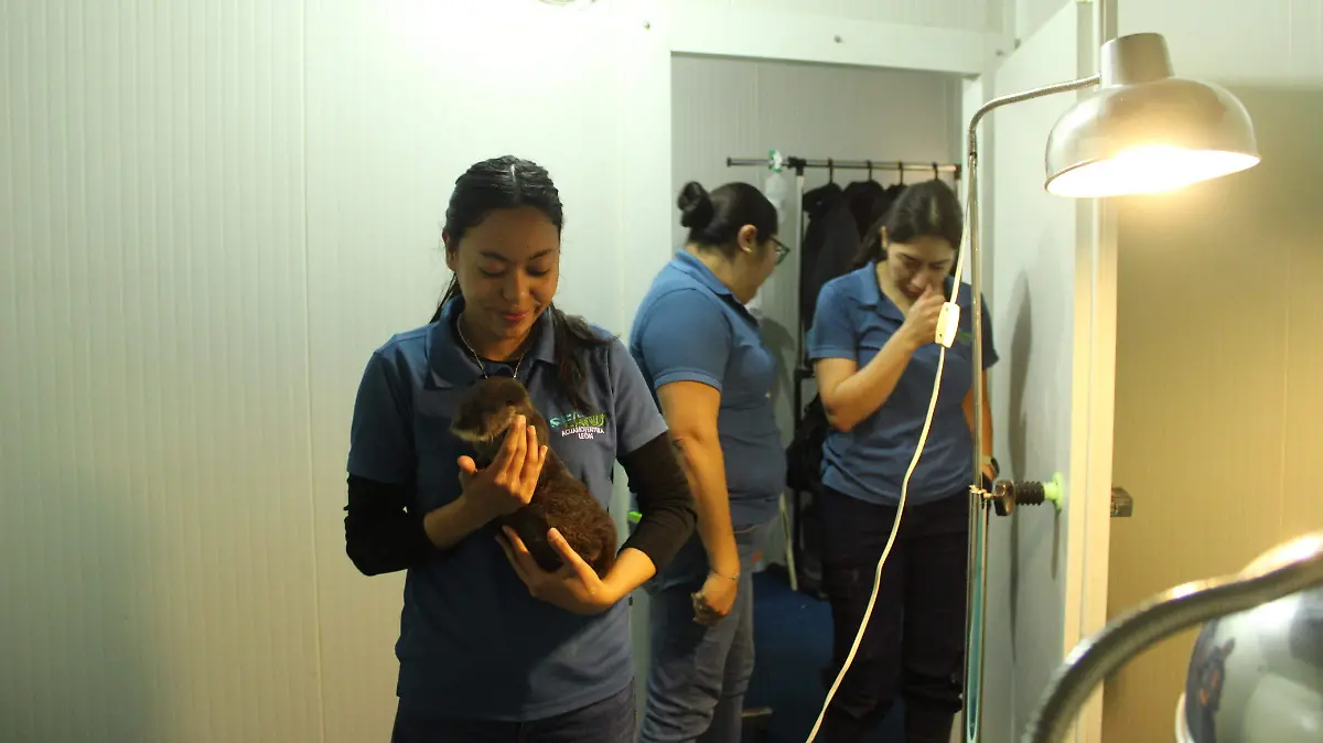 Rescatan nutria bebé en Purísima; investigan posible tráfico ilegal de fauna en Guanajuato