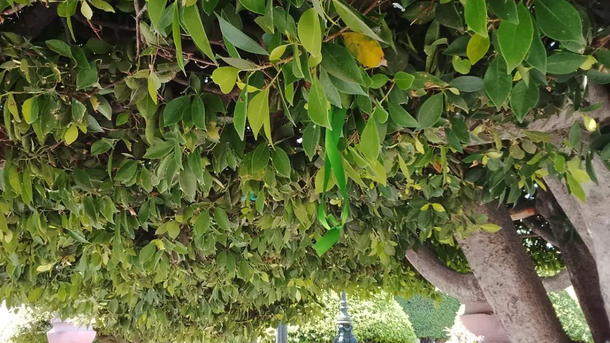 ROSARIO HORTA- ÁRBOL DE LA ESPERANZA (3)