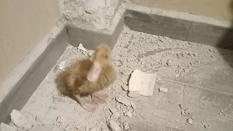 cortesía Bomberos de León 