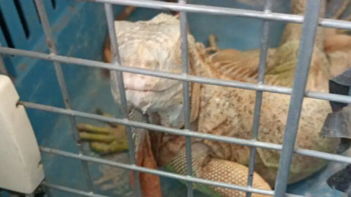 Cortesía - RESCATE 