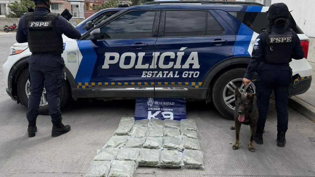 Asegura K9 marihuana en Irapuato y León