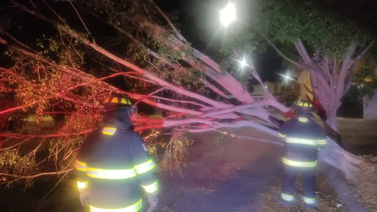 Cortesía SSPPC - ÁRBOLES CAÍDOS 