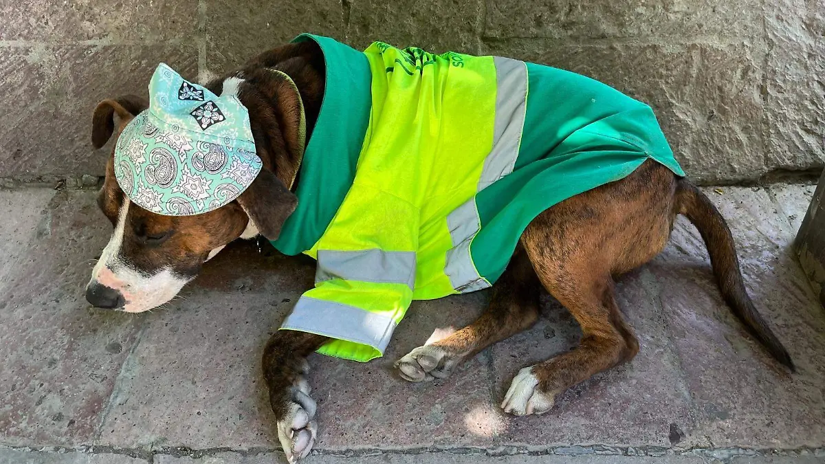 WhatsApp Image 2026-04-08 at 12.21.46 PM