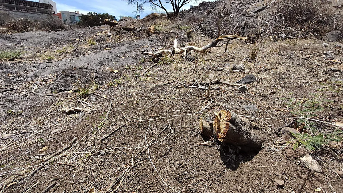 Tala masiva de especies protegidas (2)