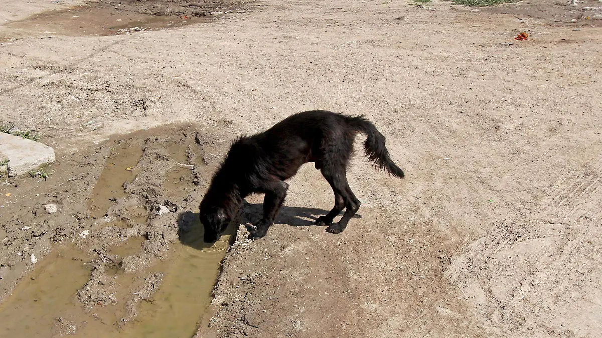 f carmona perros y gatos (2)