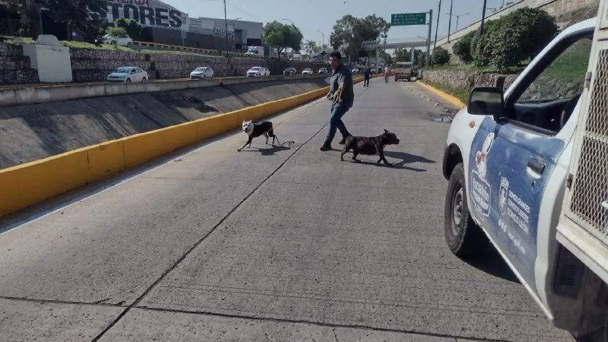 ¿Atropellaste a un perrito en carretera Puedes ser sancionado penalmente