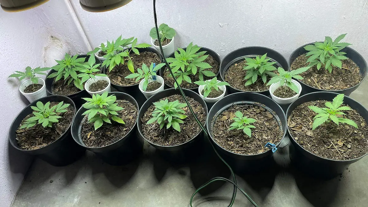CORTESÍA PLANTAS