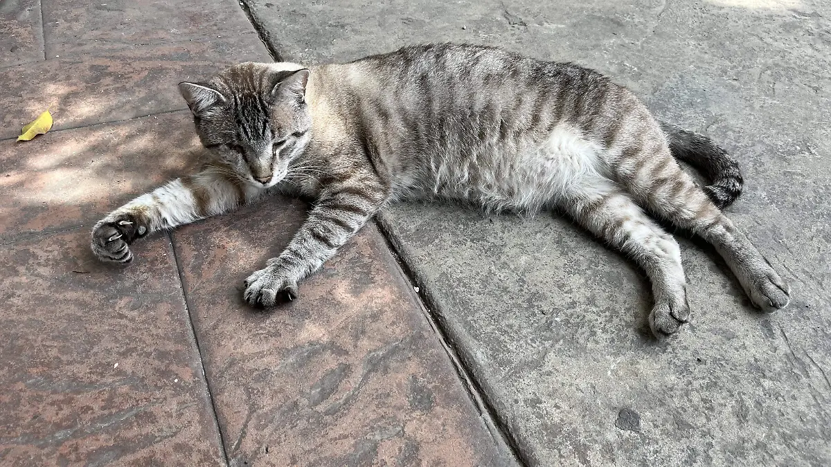 gato porfirio (3)