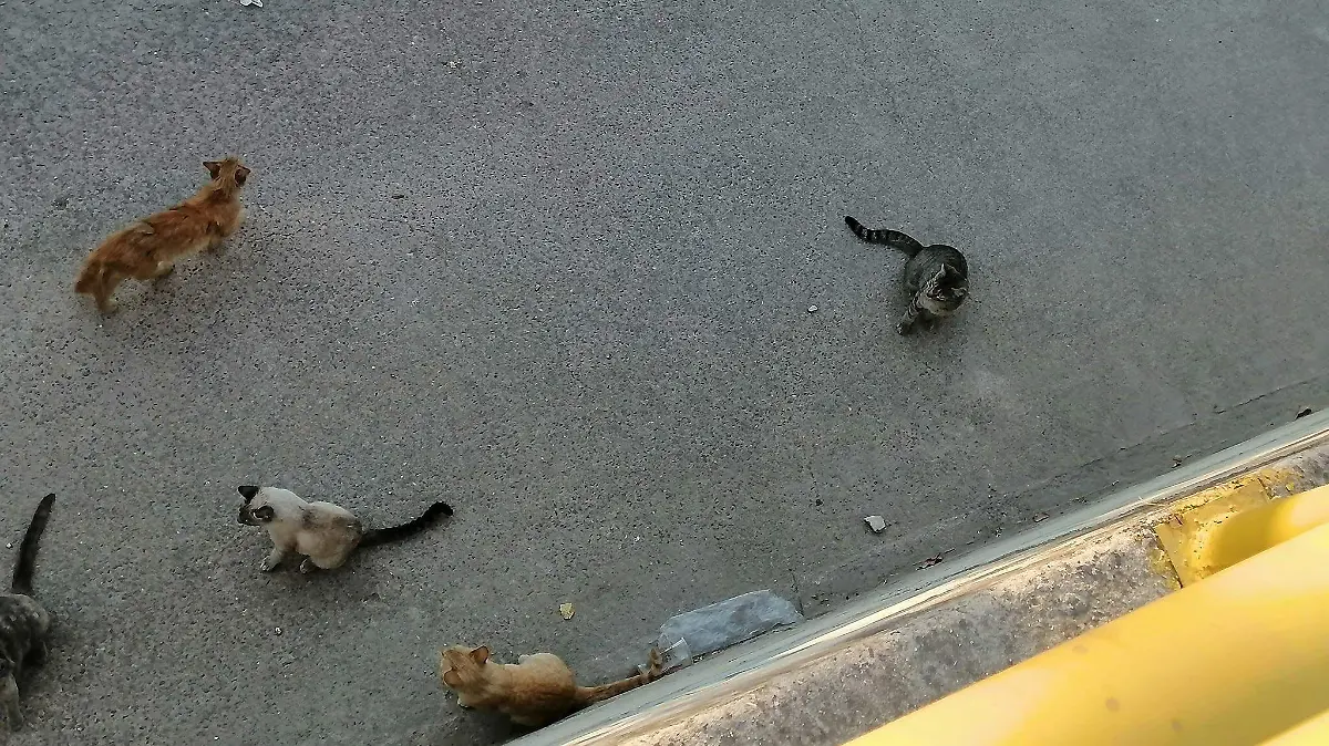 gatos chedraui