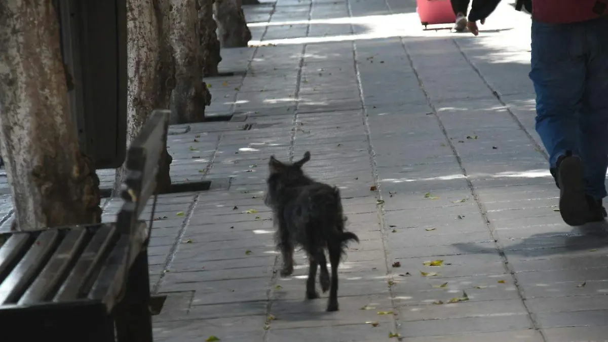 F. CARMONA - PERRITO SIN HOGARWhatsApp Image 2026-08-18 at 1.43.10 PM