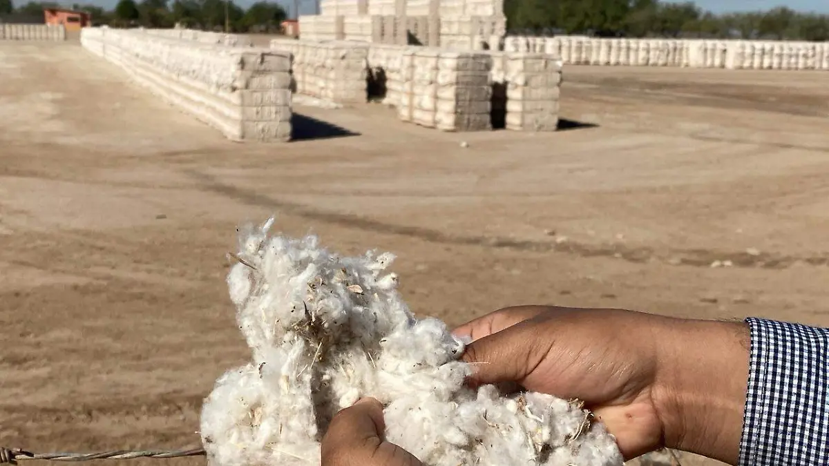 Adelantan inicio de cosecha de algodón en el valle