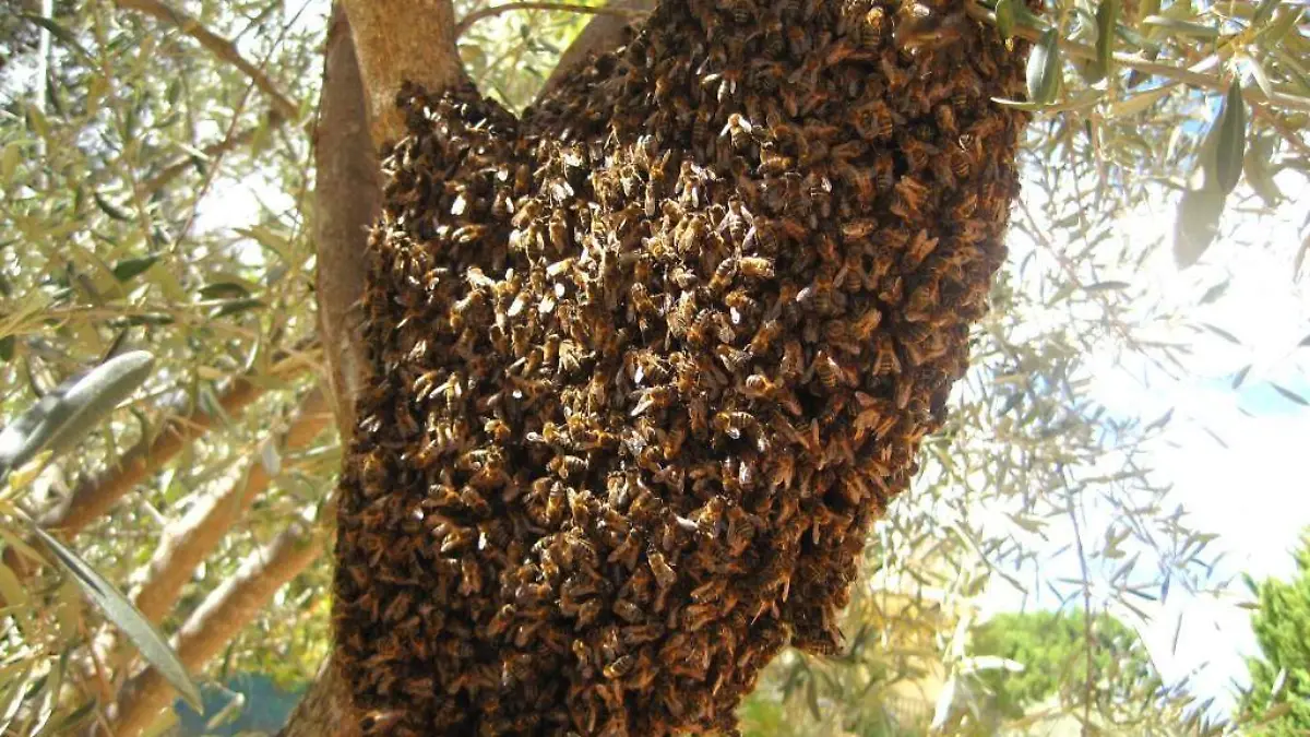 PC respetar enjambres abejas abr 2024 (4)
