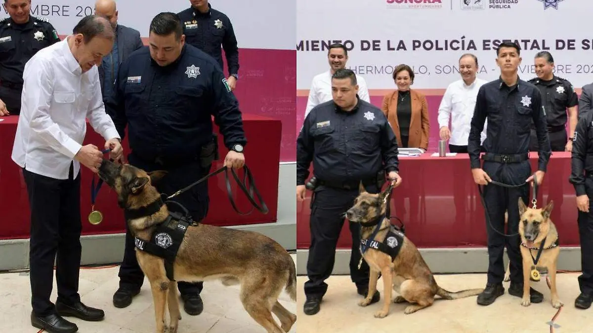 Durazo perritos