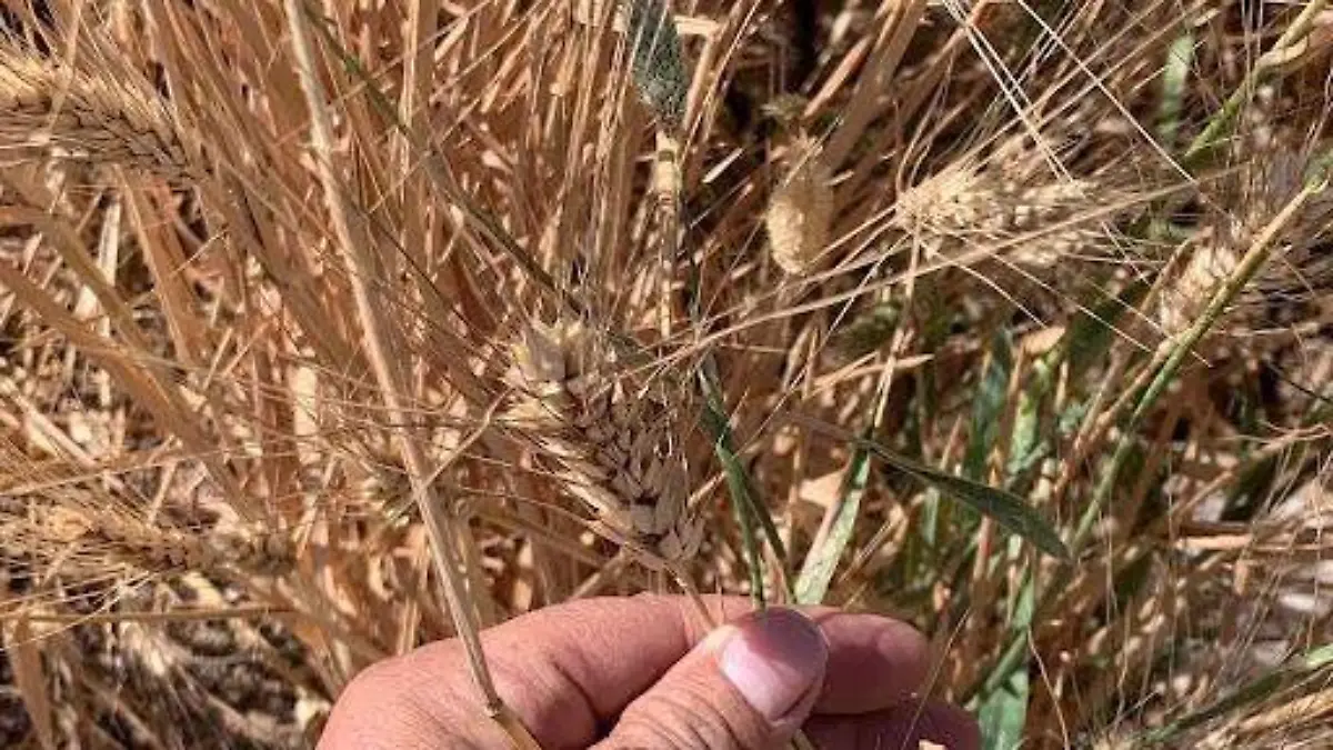 La Secretaría de Agricultura y Desarrollo Rural ha publicado las Reglas de Operación del Programa de Precios de Garantía a Productos Alimentarios Básicos para el ejercicio fiscal 2024