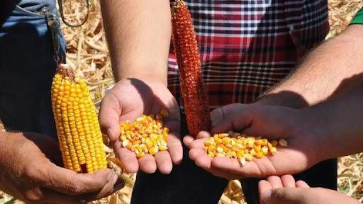 Los pequeños productores podrán recibir hasta 24 mil pesos por hectárea de maíz y trigo
