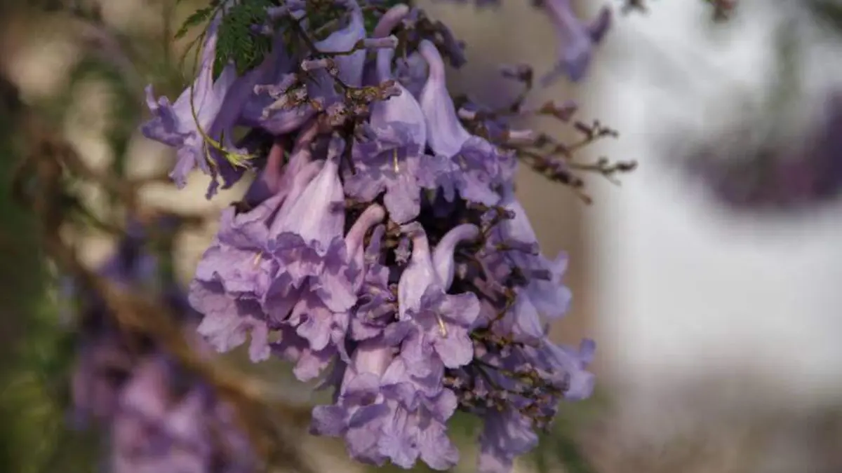 Jacarandas