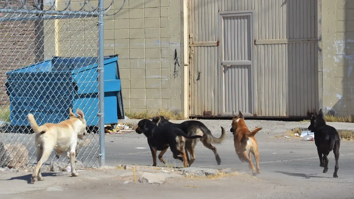 Gobierno de Sonora impulsará programas en beneficio de los animales