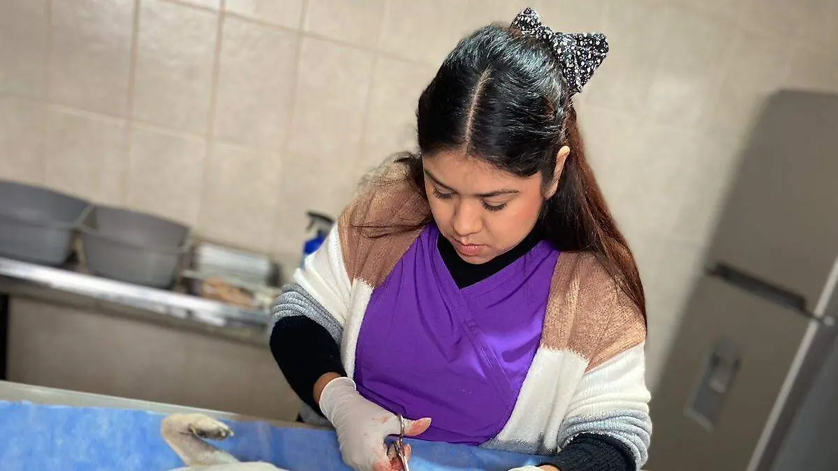 esterilizaciones CCA