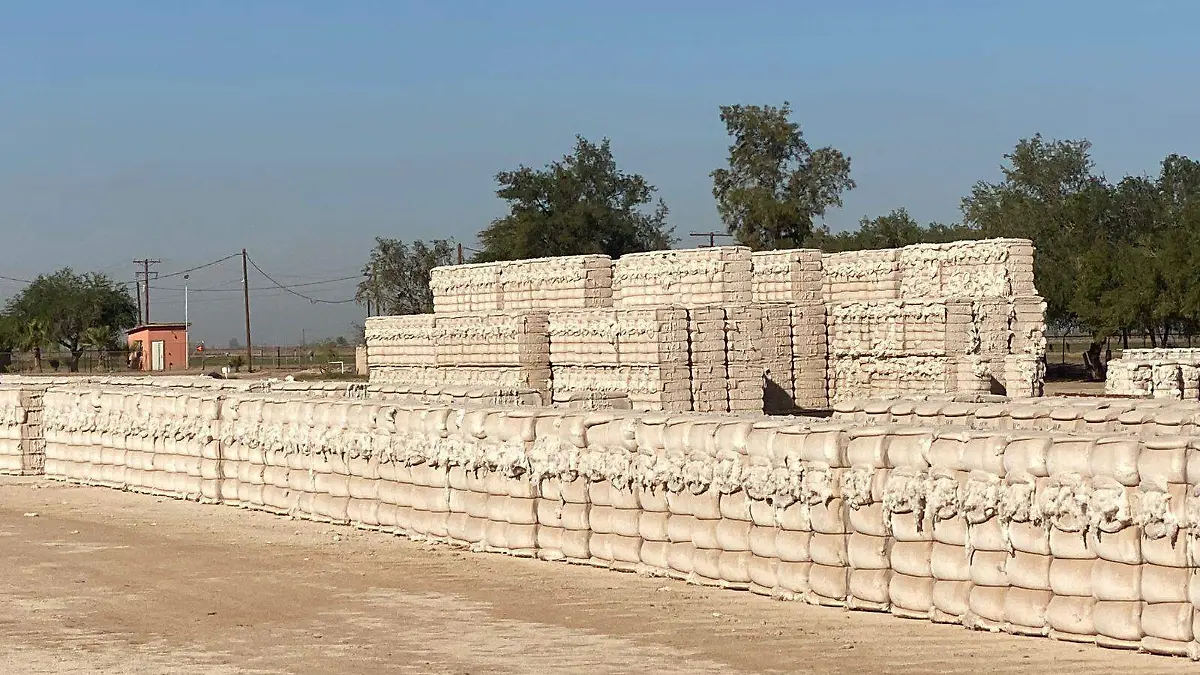 Va 35% de algodón cosechado en el valle de san luis