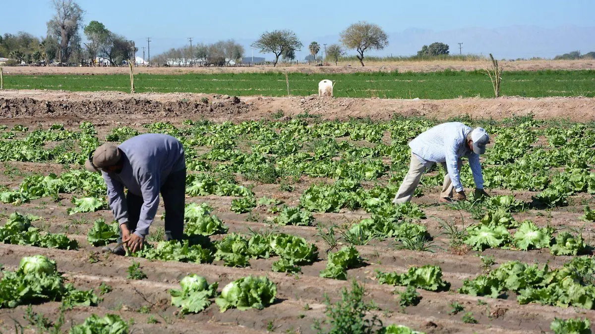 ¿Bajas temperaturas podrían afectar la cosecha de lechuga?