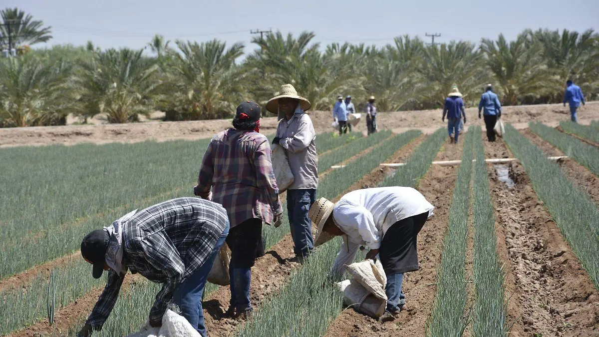Los hortaliceros batallan para pasar sus productos por la aduana comercial 01