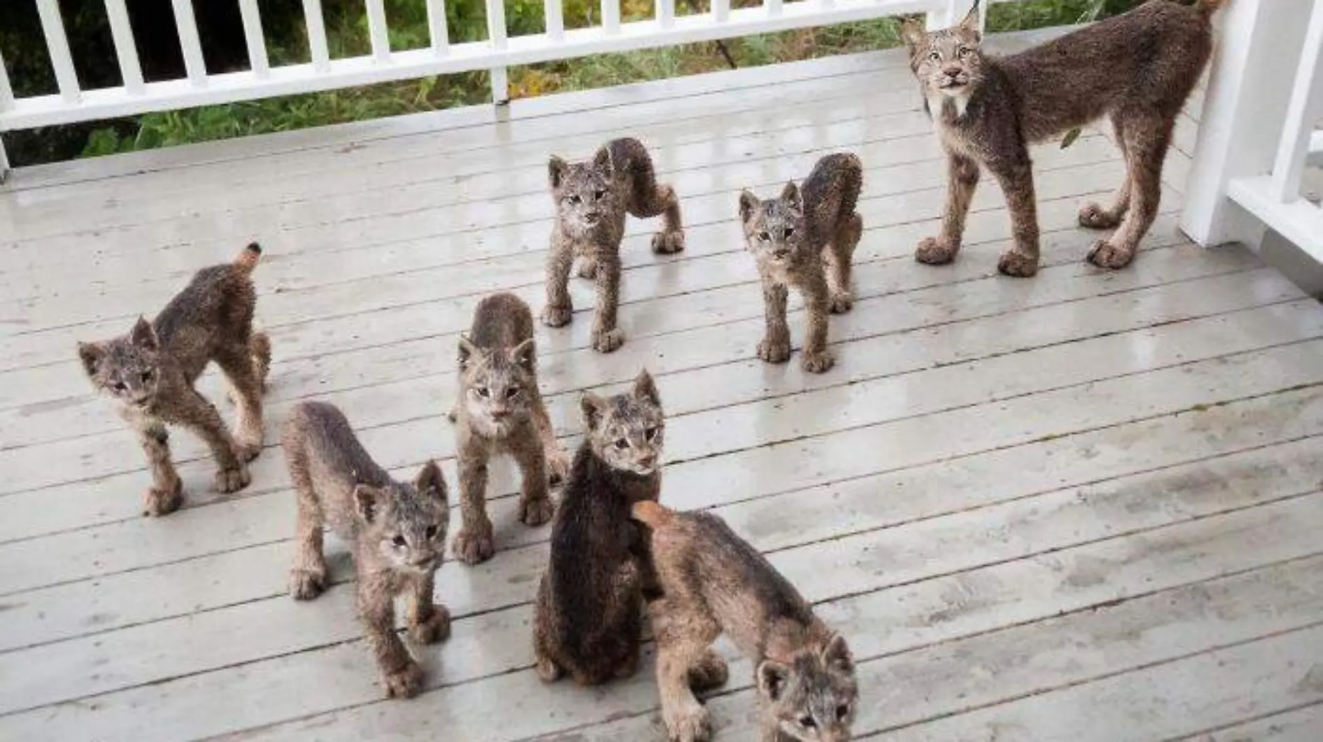 Lynx-Family-Portrait