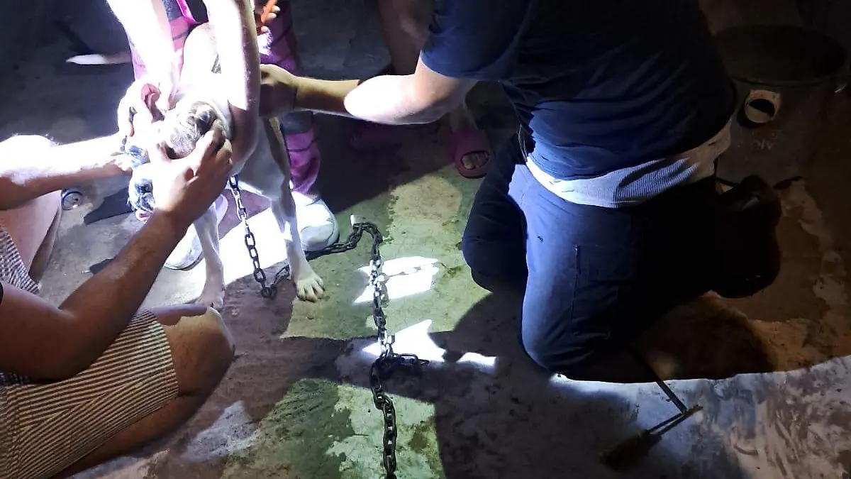 Liberan bomberos a perrita que tenía encarnada la cadena en el pescuezo y le proporcionaron los primeros auxilios médicos, anoche 01