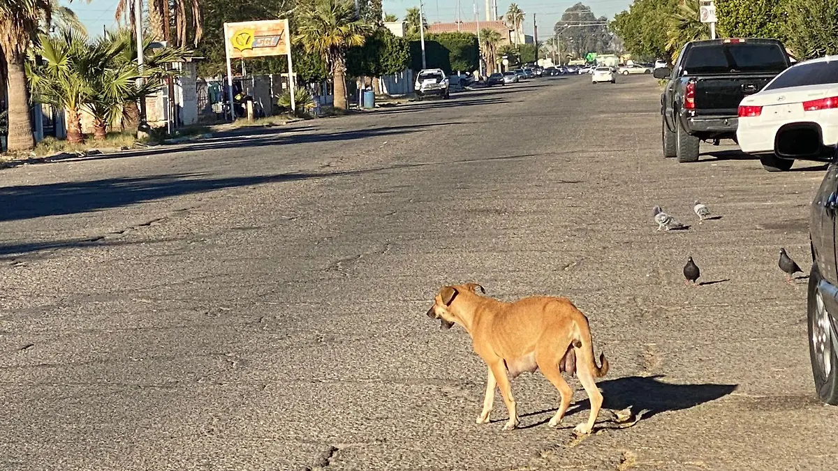 perrito