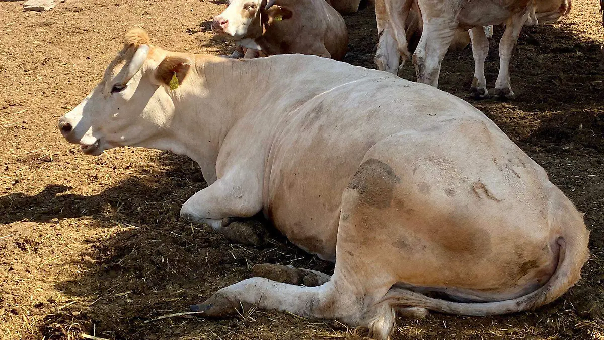 Calor afecta rutina del ganado