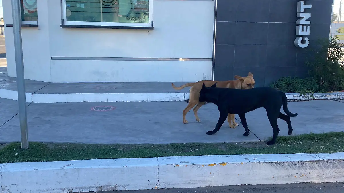 perritos