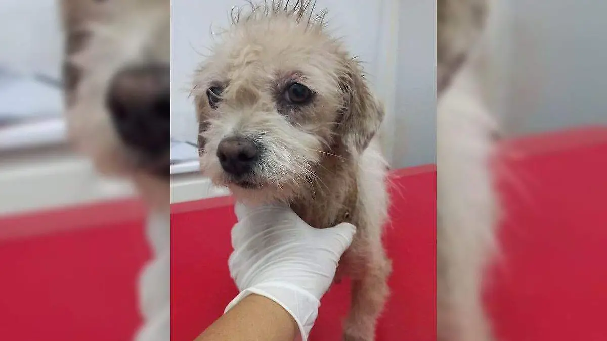 Darán en adopción a decenas de mascotas