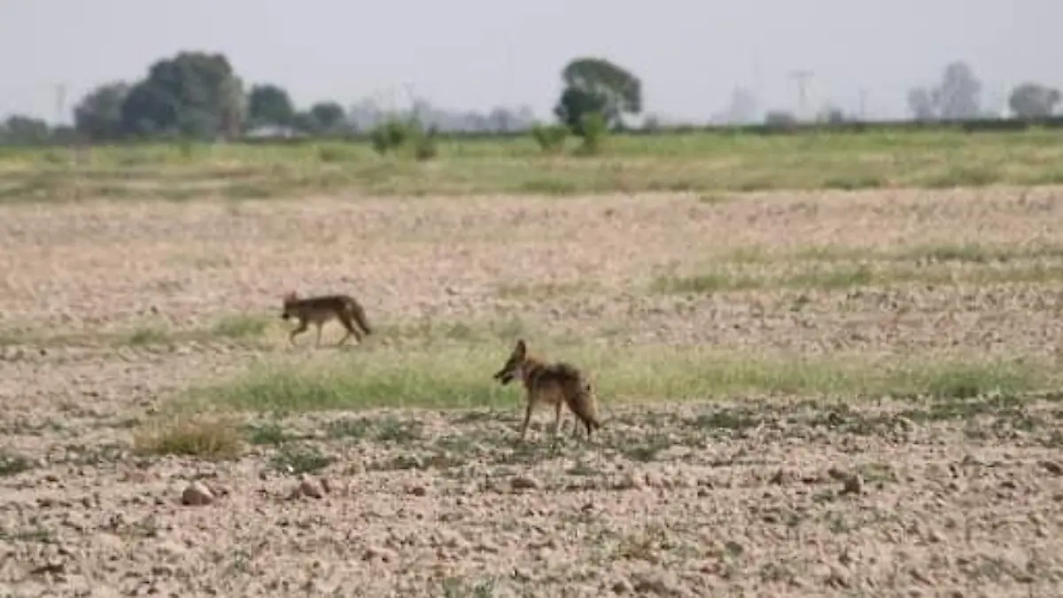¿Coyotes habitan en el valle sanluisino?