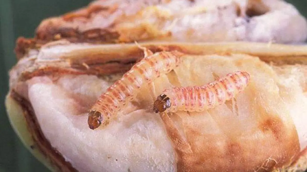 0ebcaca8-eb23-4db2-9d9e-d056bd1a0649