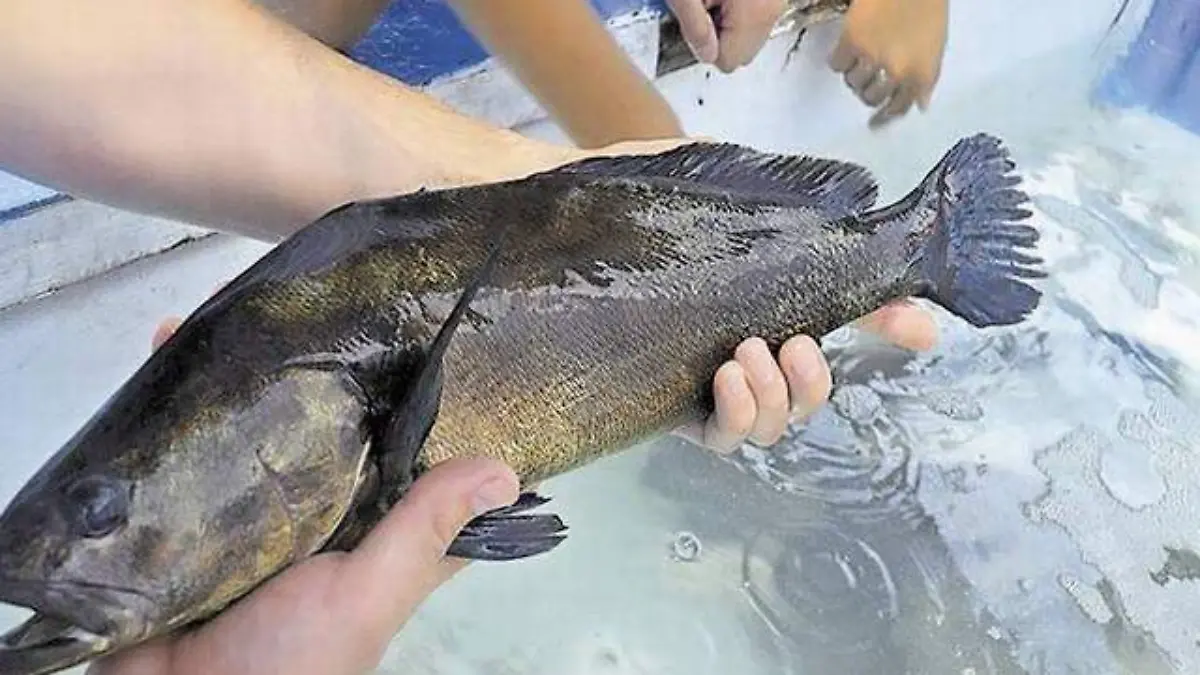 Entregan informe a Cites, golfeños insisten en plan