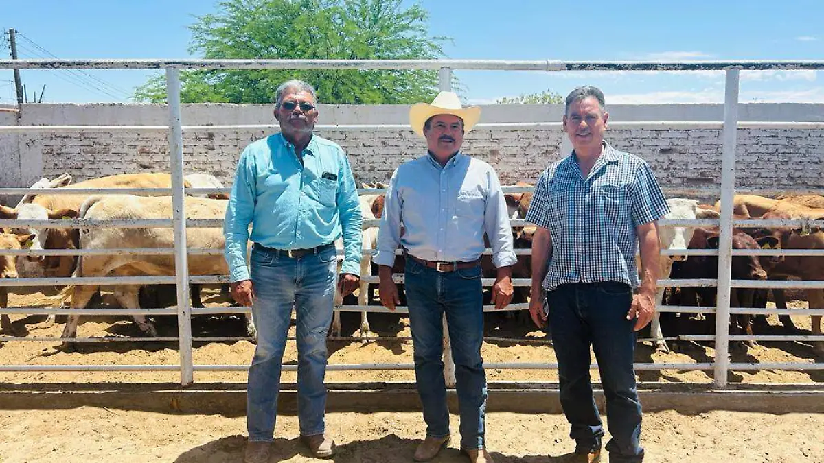 Esperan incremento de exportación de ganado