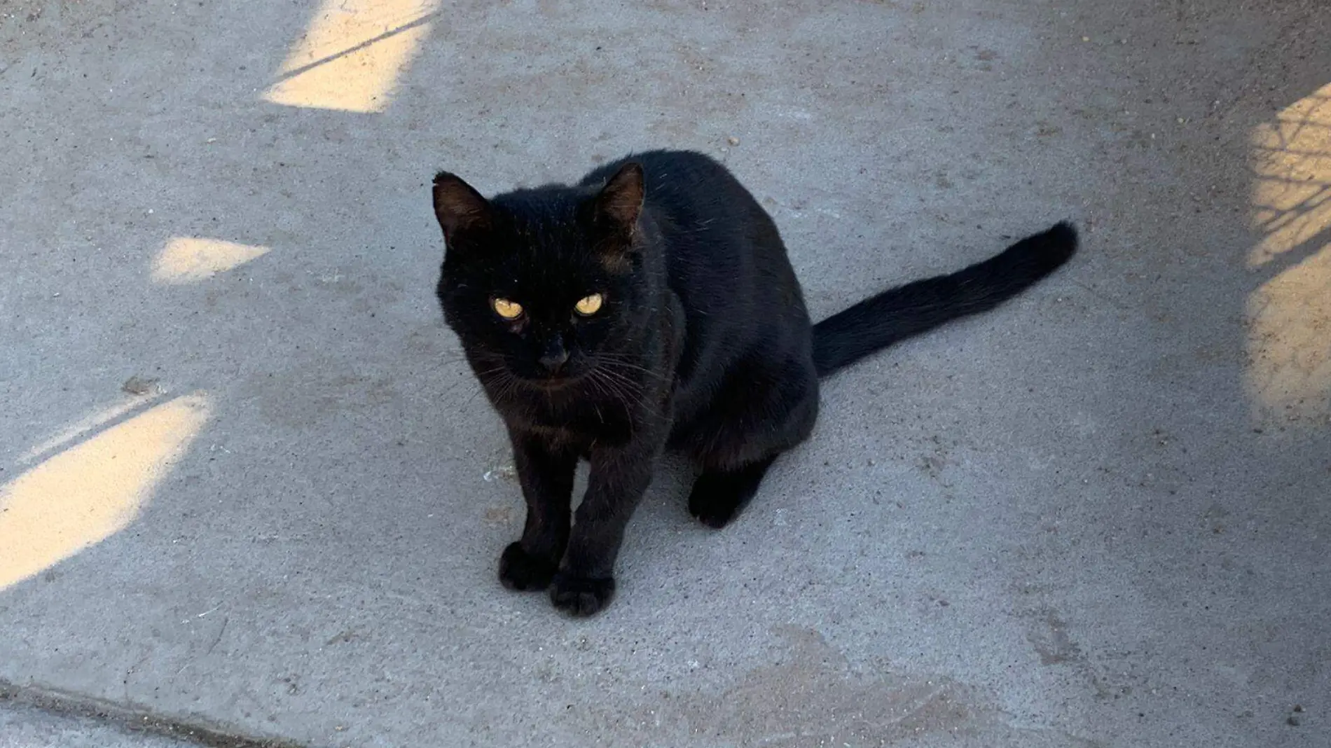 gatito-negro