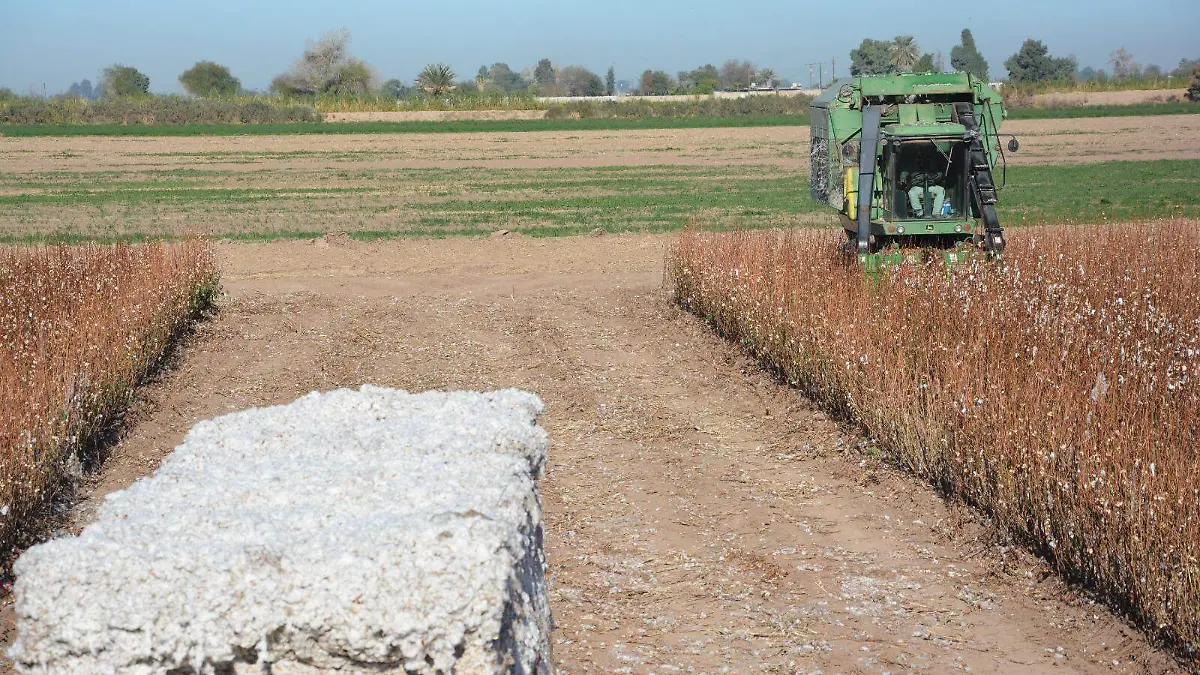 Cotización del dólar afecta al algodón