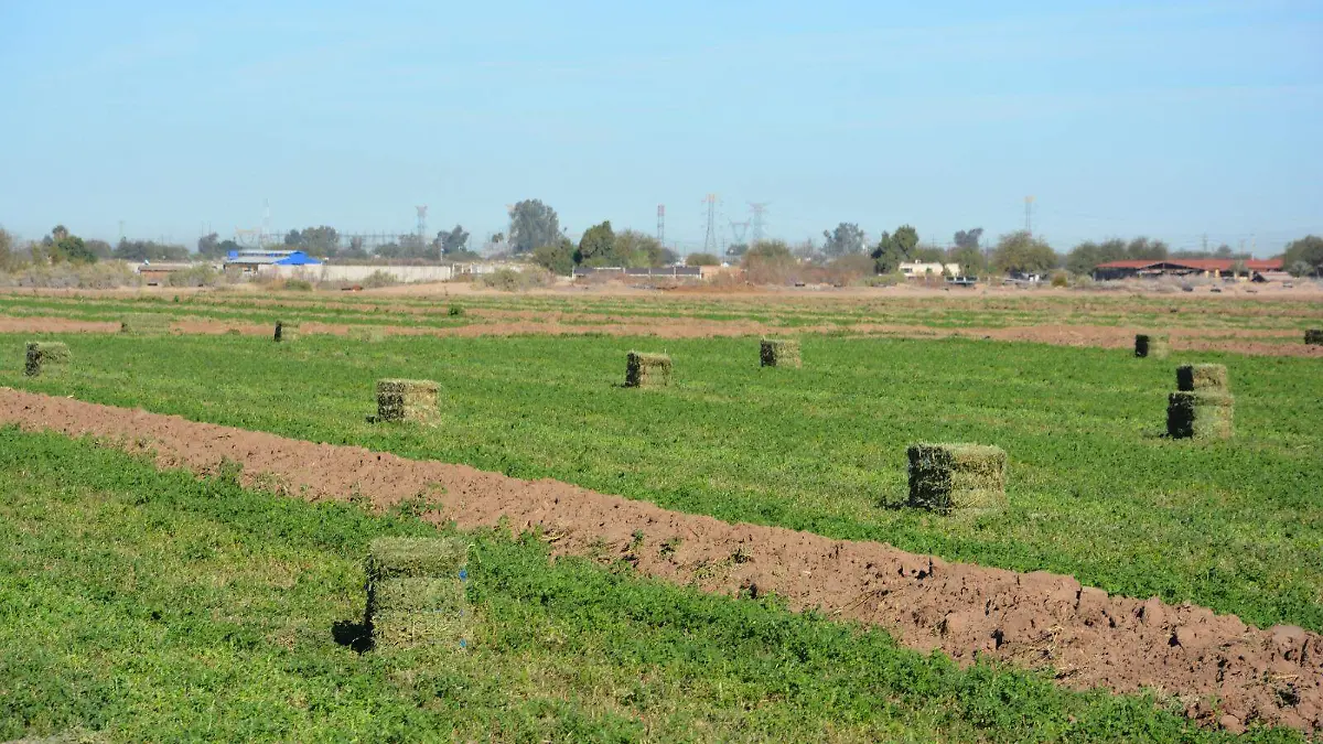 Alfalfa pierde precio en el mercado de exportación