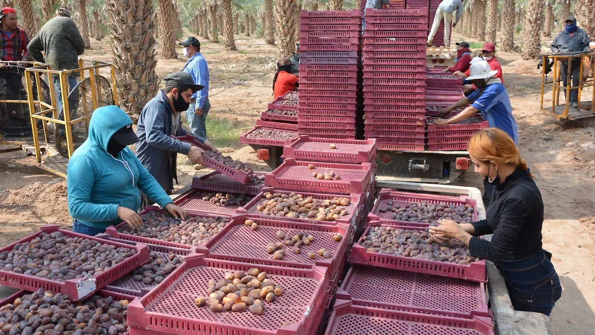 Lanzan programa del Festival del Dátil