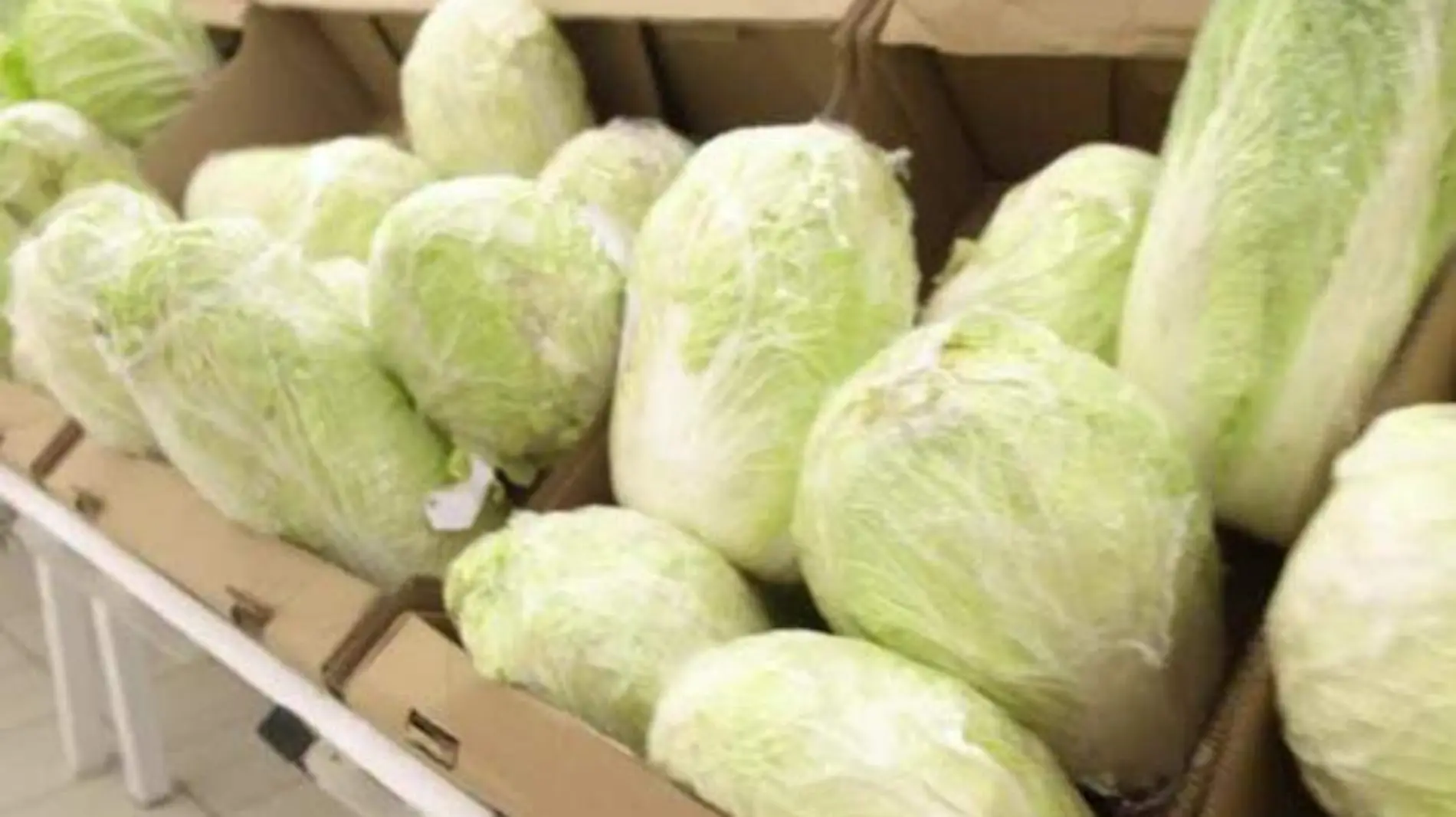 depositphotos_171507966-stock-video-chinese-cabbage-a-lot-of