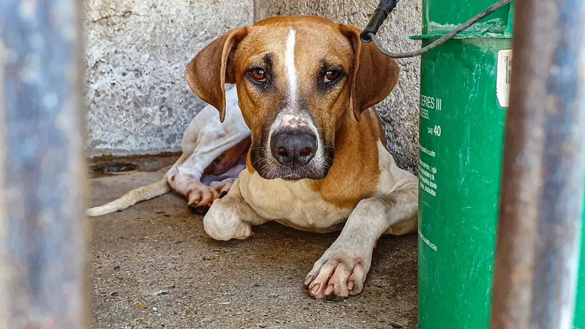 Perro 