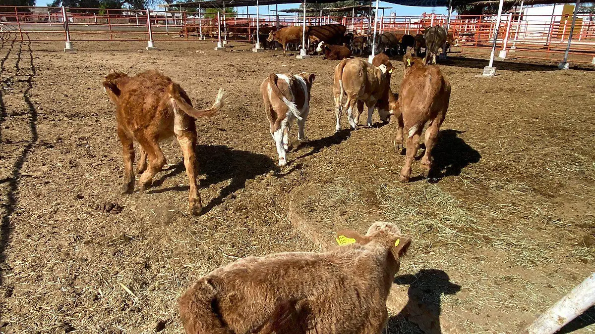 Ganaderos definen reses de exportación