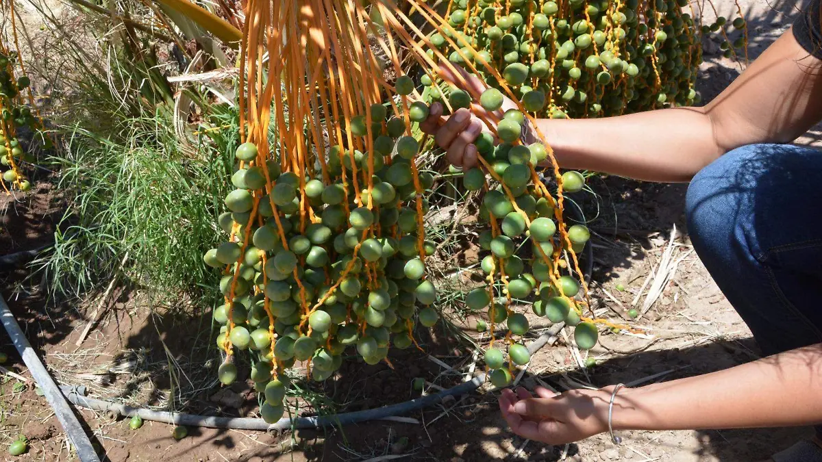 Preparan-diplomado-de-manejo-de-palma-datilera-2